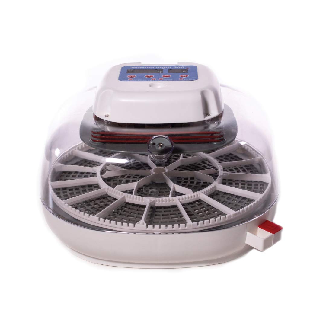 incubator for budgies eggs hatching