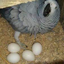 egg incubator for parrots