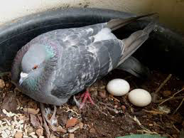 incubators pigeon eggs